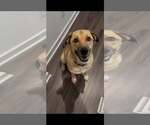 Small #2 Mutt