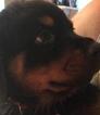 Small Photo #1 Rottweiler Puppy For Sale in HERSHEY, PA, USA