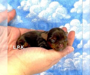 Yorkshire Terrier Puppy for sale in WINNSBORO, LA, USA