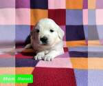 Small Photo #26 Golden Retriever Puppy For Sale in AIKEN, SC, USA