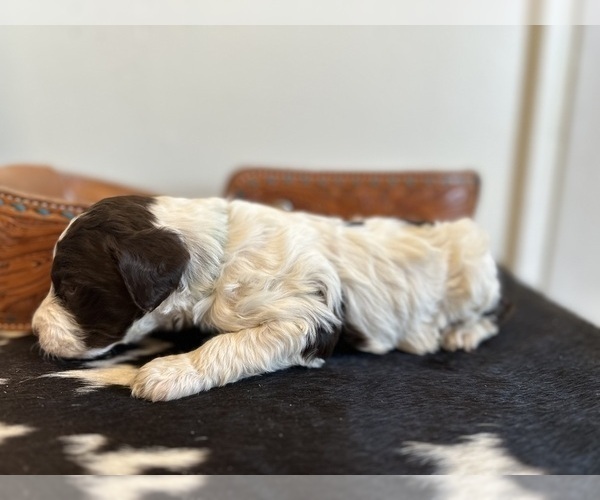 Medium Photo #9 Brittnepoo Puppy For Sale in SALEM, MO, USA