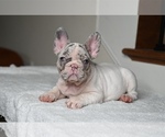 Puppy Puppy 3 French Bulldog