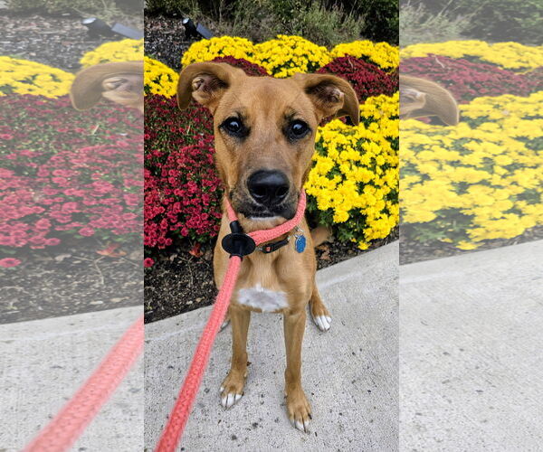 Medium Photo #5 Retriever -Unknown Mix Puppy For Sale in Rockaway, NJ, USA