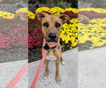 Small #4 Retriever  Mix