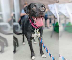 Beagle-Border Collie Mix Dogs for adoption in White Bluff, TN, USA