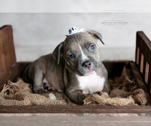 Medium Photo #1 American Pit Bull Terrier Puppy For Sale in Rockville, MD, USA