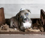 Small American Pit Bull Terrier