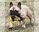 Small #1 French Bulldog