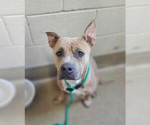 Wilber - Male Mutt Dog for Adoption - Photo #2
