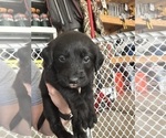 Small Photo #31 Labradoodle Puppy For Sale in KIRKSVILLE, MO, USA