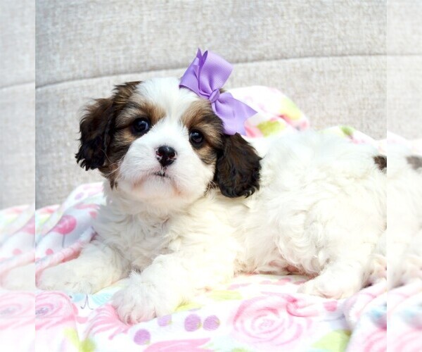 Medium Photo #2 Cavachon Puppy For Sale in PEMBROKE PINES, FL, USA