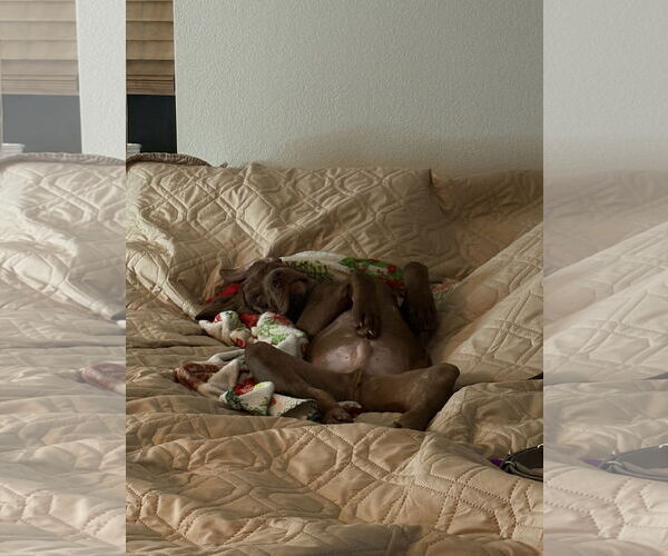 Medium Photo #2 Catahoula Leopard Dog-Labrador Retriever Mix Puppy For Sale in Aurora, CO, USA