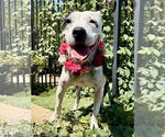 Small #4 American Pit Bull Terrier Mix