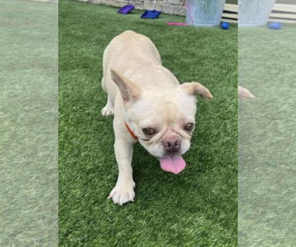 Medium Photo #2 French Bulldog Puppy For Sale in Crete, IL, USA