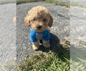 Poodle (Toy) Puppy for sale in PLAINFIELD, IL, USA