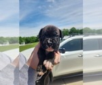 Small #7 Boxer