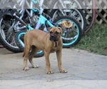 Litter of 5 - Male(s) and Female(s) American BulldogLitter of Puppies for Sale - Photo #5