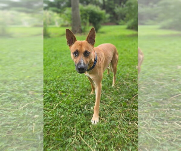 Medium Photo #19 Carolina Dog-Unknown Mix Puppy For Sale in Rockaway, NJ, USA