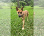 Small #18 Carolina Dog Mix
