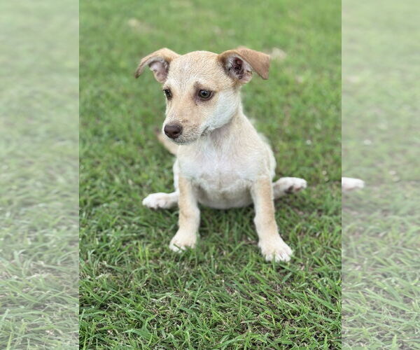Medium Photo #3 Dachshund-Unknown Mix Puppy For Sale in PIPE CREEK, TX, USA