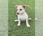 Small #2 Dachshund Mix