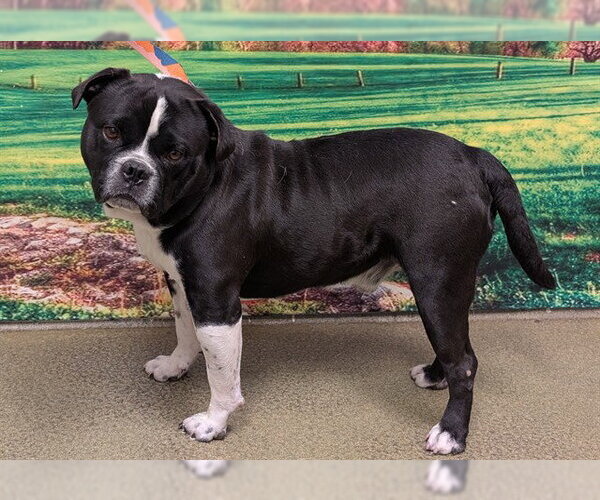 Medium Photo #1 Mutt Puppy For Sale in Moreno Valley, CA, USA