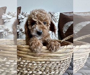 Medium Goldendoodle (Miniature)