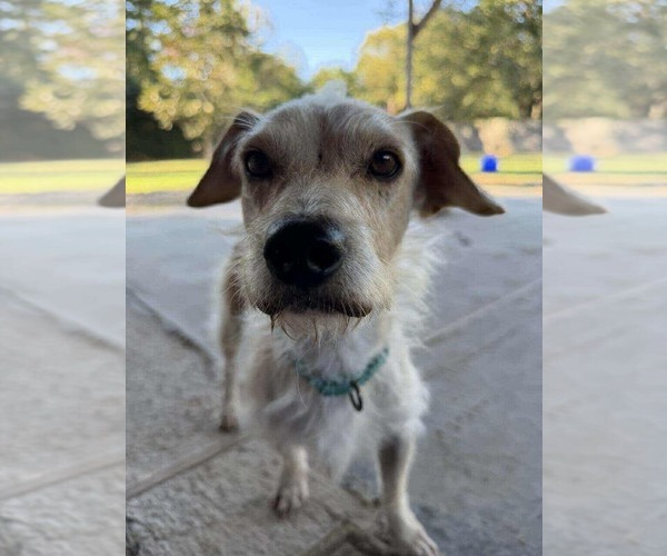 Medium Photo #16 Chihuahua-Unknown Mix Puppy For Sale in Princeton, MN, USA