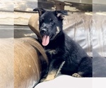 Small Photo #44 German Shepherd Dog Puppy For Sale in BRIGHTON, CO, USA