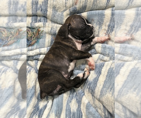 Medium Photo #7 Boxer Puppy For Sale in RALEIGH, NC, USA
