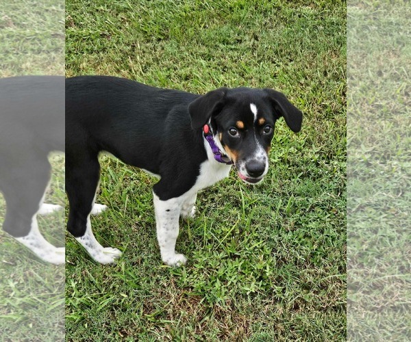 Medium Photo #3 Border Collie-Unknown Mix Puppy For Sale in Oakhurst, NJ, USA