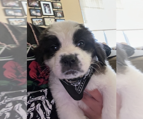 Medium Photo #1 Saint Bernard Puppy For Sale in PALMDALE, CA, USA