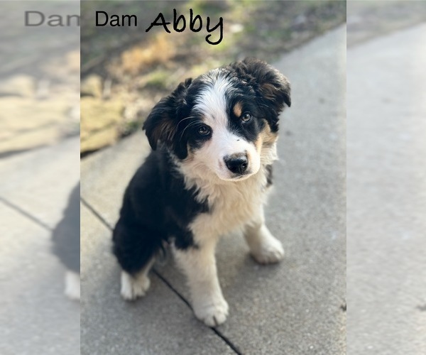 Medium Photo #1 Aussiedoodle Miniature  Puppy For Sale in NEWBERRY, IN, USA