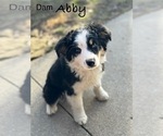 Small Photo #1 Aussiedoodle Miniature  Puppy For Sale in NEWBERRY, IN, USA