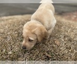 Small #39 Labrador Retriever
