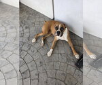 Small Photo #2 Boxer Puppy For Sale in  Katy, TX, USA
