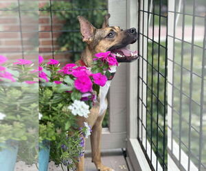 Mutt Dogs for adoption in Germantown, OH, USA