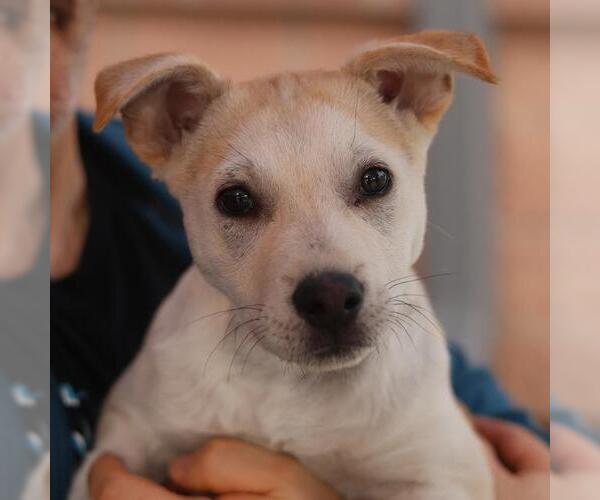 Medium Photo #1 Labrador Retriever-Unknown Mix Puppy For Sale in San Antonio, TX, USA