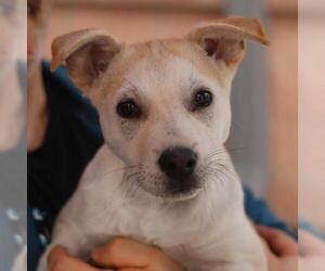 Labrador Retriever-Unknown Mix Dogs for adoption in San Antonio, TX, USA