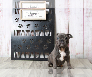 Faux Frenchbo Bulldog Puppy for sale in MARIETTA, GA, USA