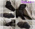 Puppy Daphne Labradoodle