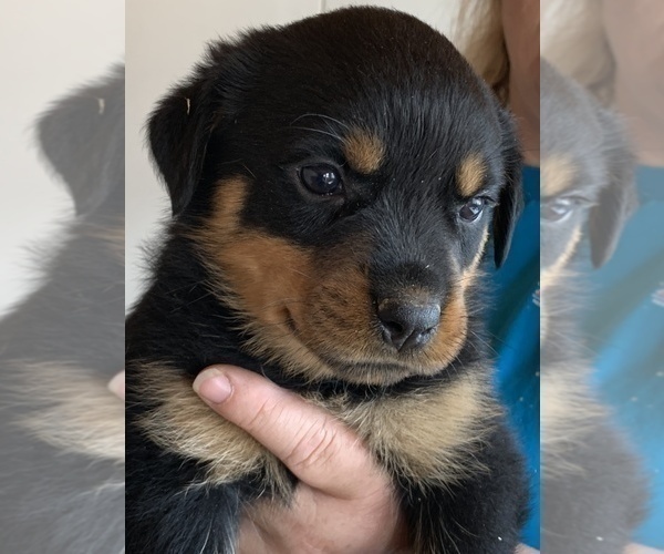 Medium Photo #10 Rottweiler Puppy For Sale in OAK GLEN, CA, USA