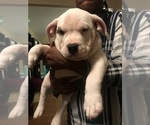 Small #9 American Bully
