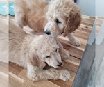 Small Photo #13 Goldendoodle Puppy For Sale in WEST, TX, USA