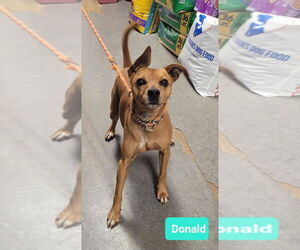 Chipin Dogs for adoption in Richmond, IN, USA