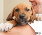 Small #1 Retriever  Mix