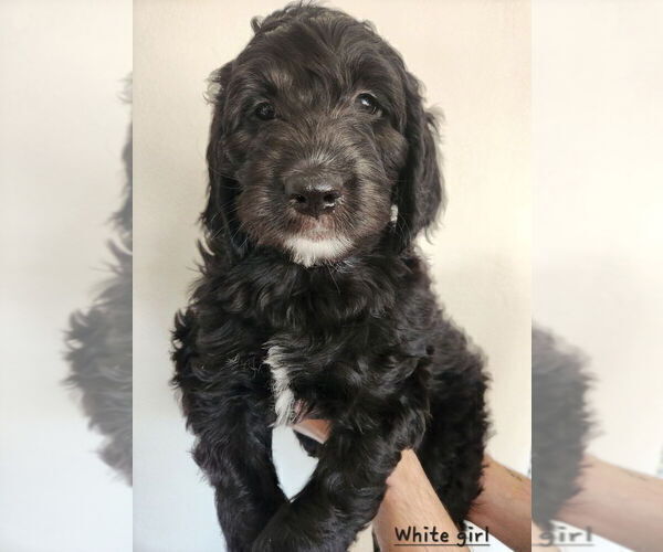 Medium Photo #1 Sheepadoodle Puppy For Sale in CHUBBUCK, ID, USA