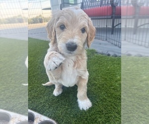 Medium Goldendoodle
