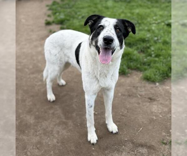 Medium Photo #1 Labrador Retriever-Unknown Mix Puppy For Sale in Modesto, CA, USA