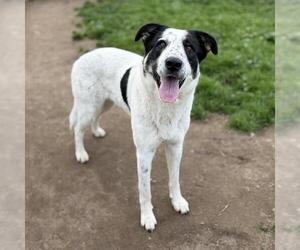 Labrador Retriever-Unknown Mix Dogs for adoption in Modesto, CA, USA